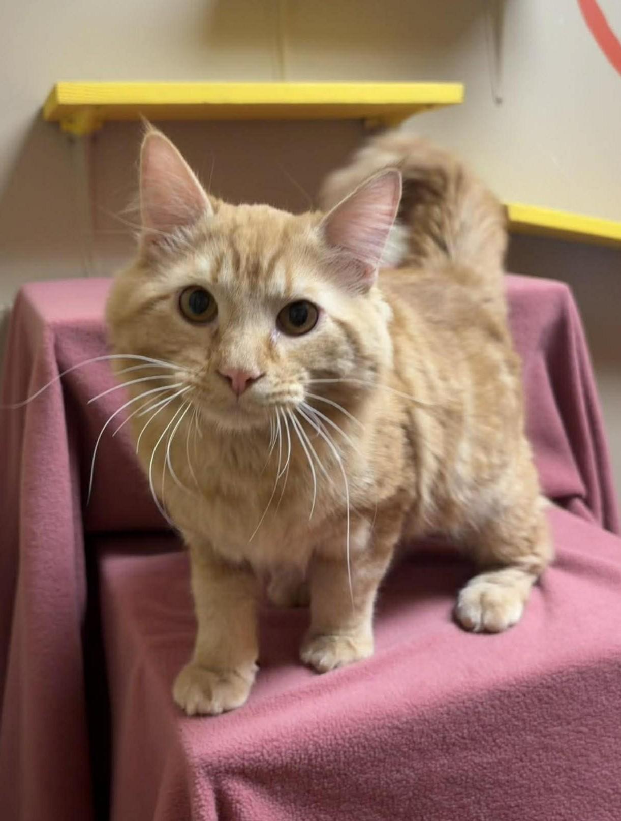 Enlarge Nolan, an adopted mixed breed in Maryville, MO image 3/4