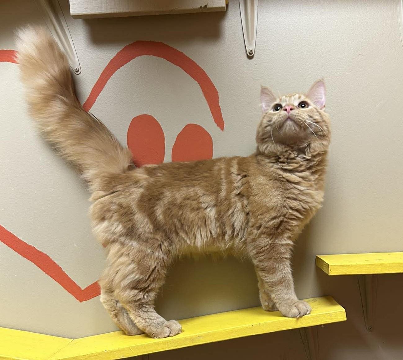 Nolan, adopted, Young Male Domestic Long Hair.