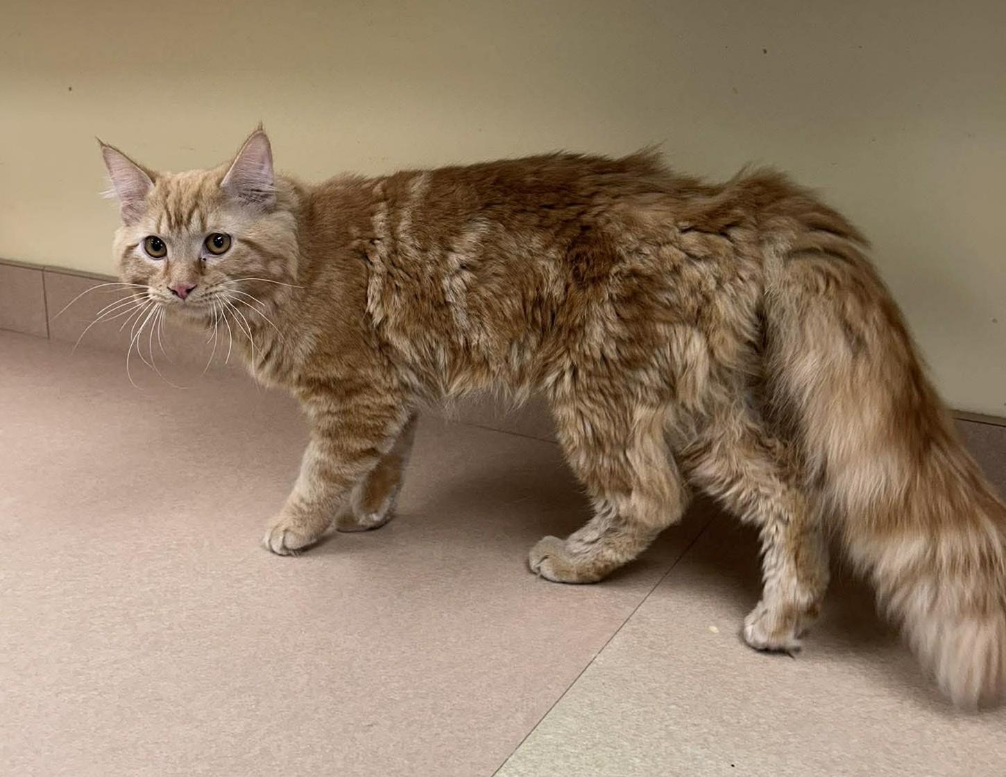 Enlarge Nolan, an adopted mixed breed in Maryville, MO image 2/4