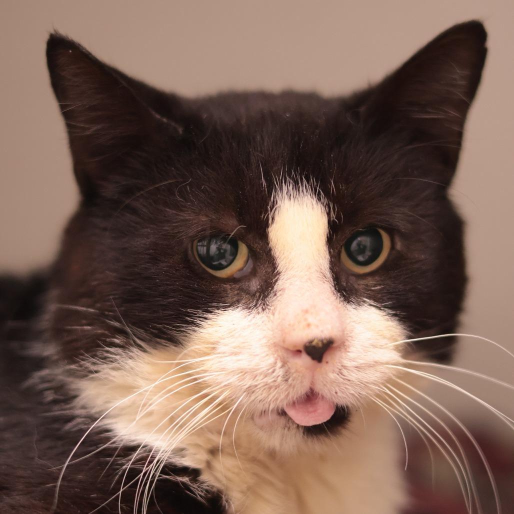 Enlarge Merlin, a Adoptable Domestic Short Hair in Philadelphia, PA image 1/6