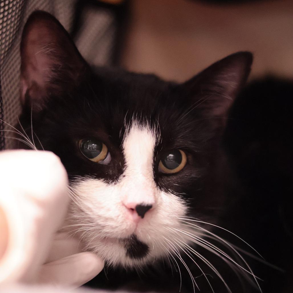 Merlin — thumbnail 2