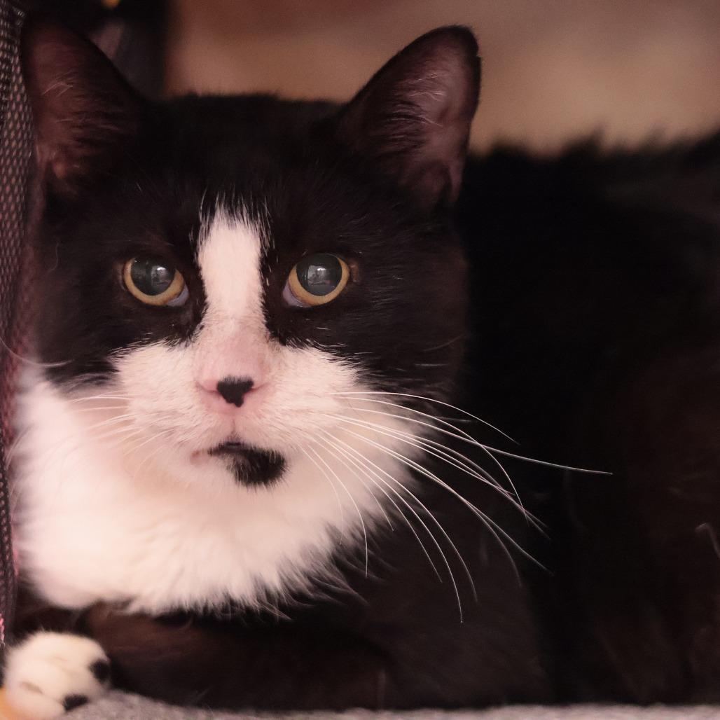 Enlarge Merlin, a Adoptable Domestic Short Hair in Philadelphia, PA image 3/6