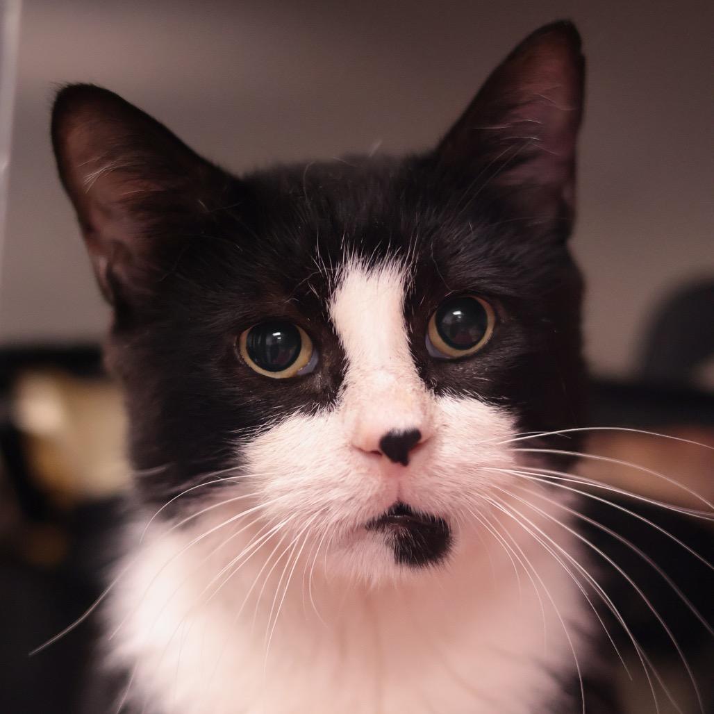 Enlarge Merlin, a Adoptable Domestic Short Hair in Philadelphia, PA image 2/6