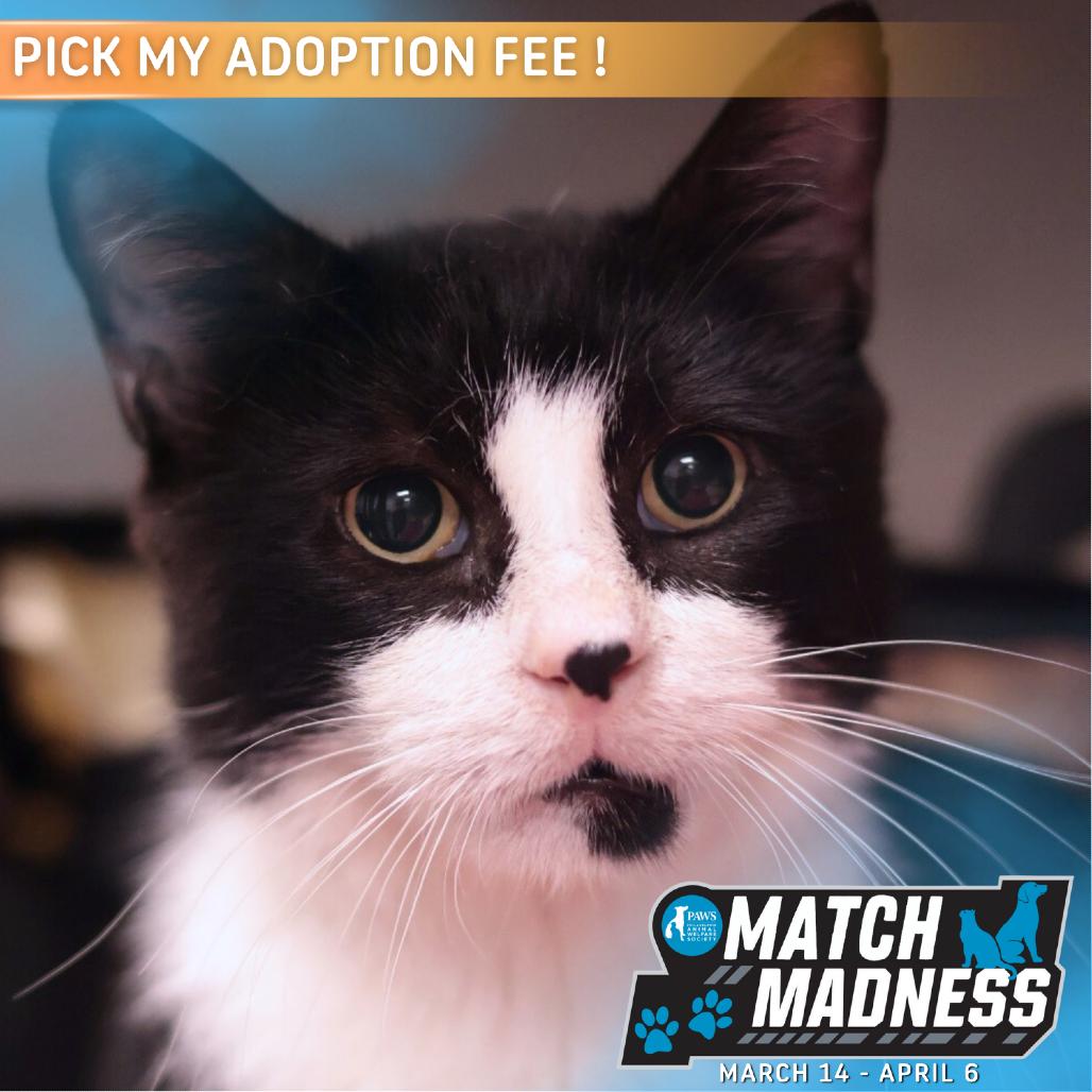 Enlarge Merlin, a Adoptable Domestic Short Hair in Philadelphia, PA image 4/6