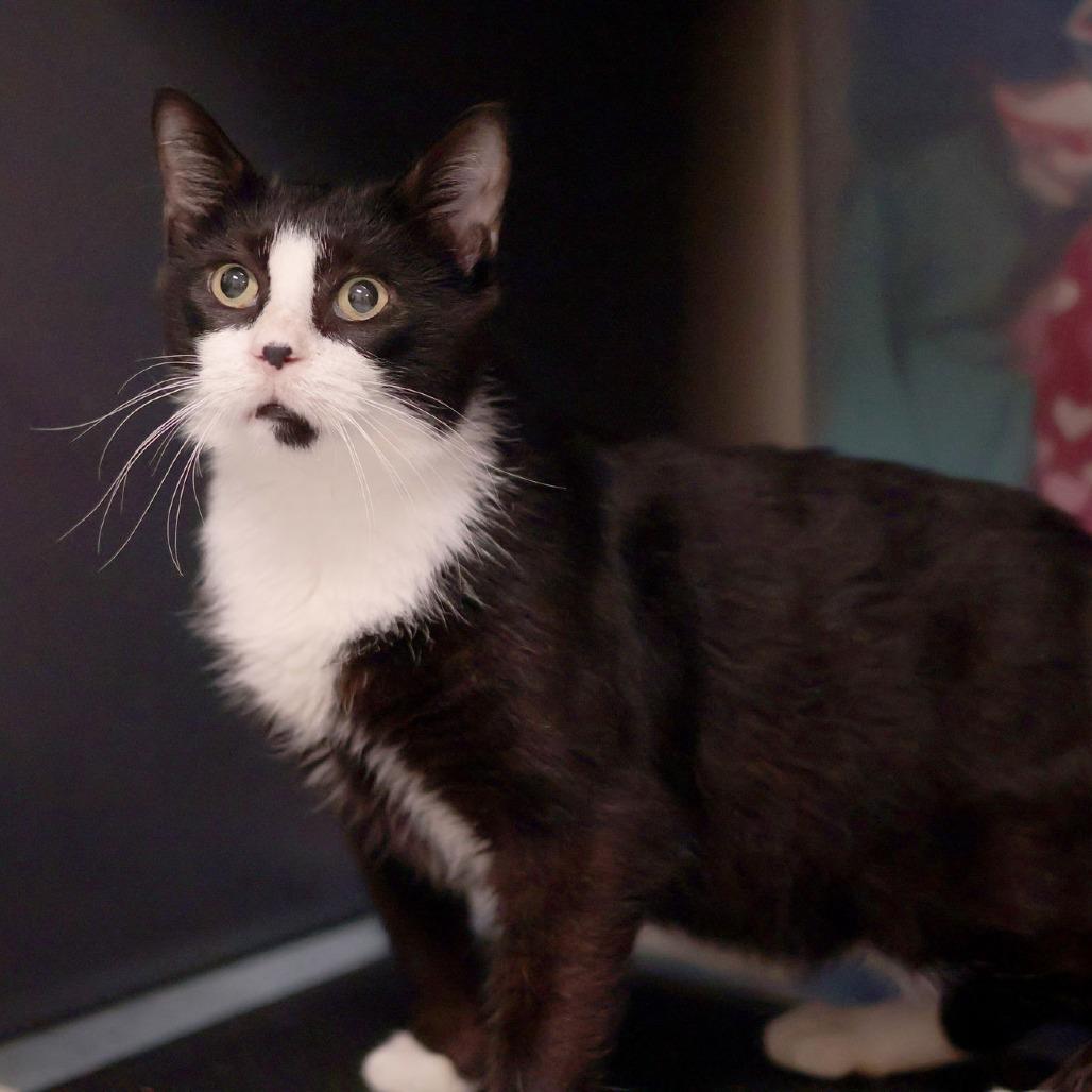 Merlin, Adoptable, Senior Male Domestic Short Hair.