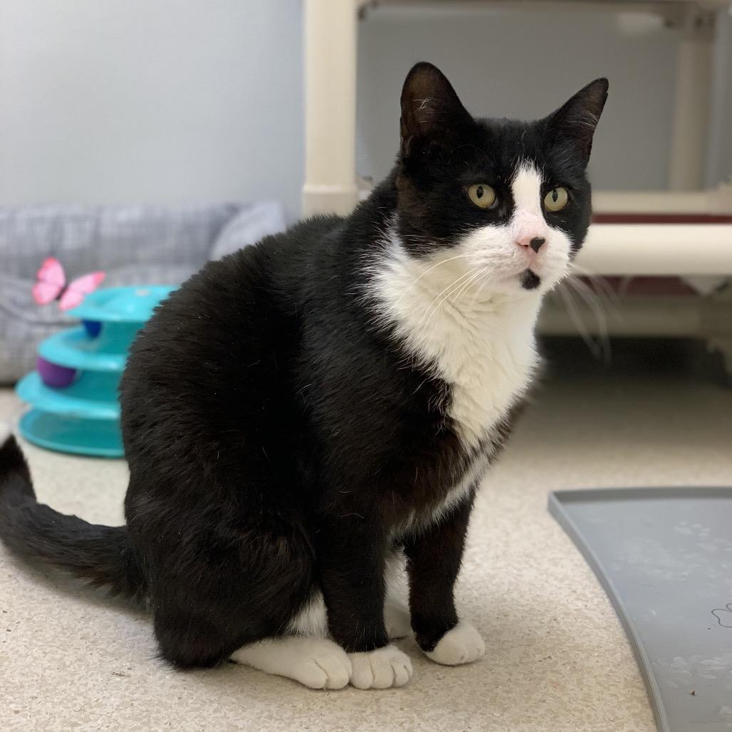 Enlarge Merlin, a Adoptable Domestic Short Hair in Philadelphia, PA image 2/6