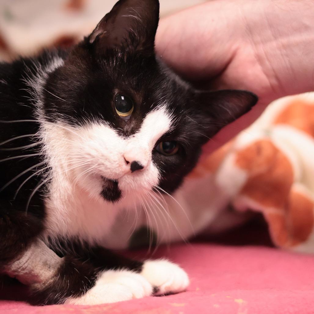 Enlarge Merlin, a Adoptable Domestic Short Hair in Philadelphia, PA image 5/6