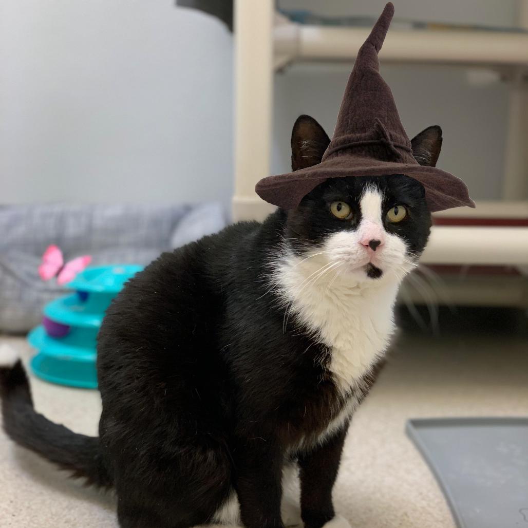 Enlarge Merlin, a Adoptable Domestic Short Hair in Philadelphia, PA image 3/6