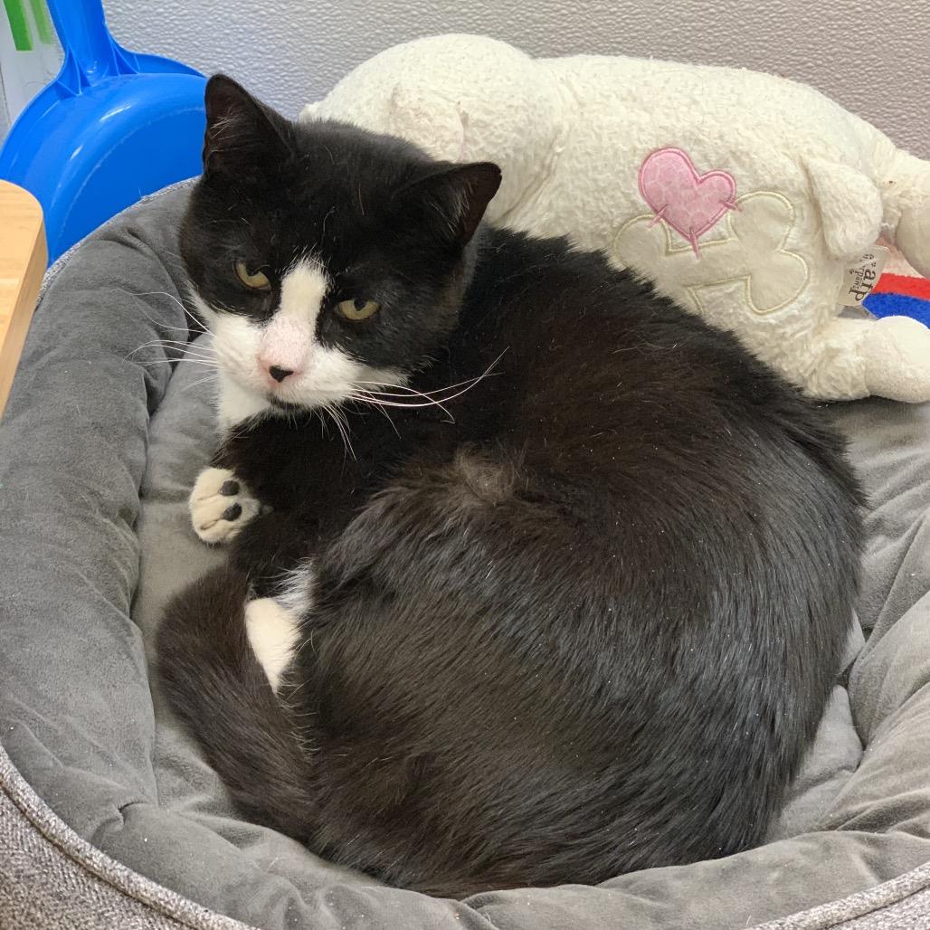 Enlarge Merlin, a Adoptable Domestic Short Hair in Philadelphia, PA image 4/6