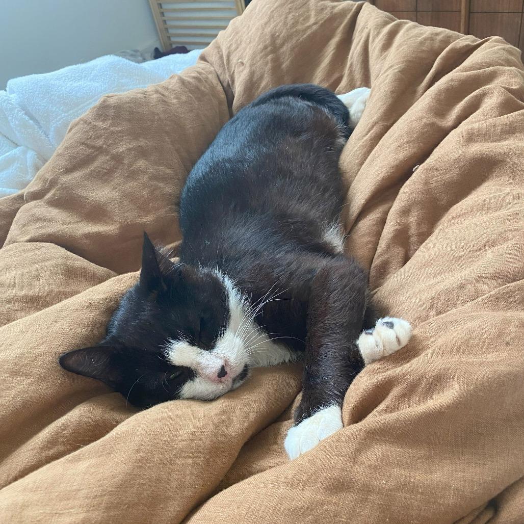 Enlarge Merlin, a Adoptable Domestic Short Hair in Philadelphia, PA image 5/6