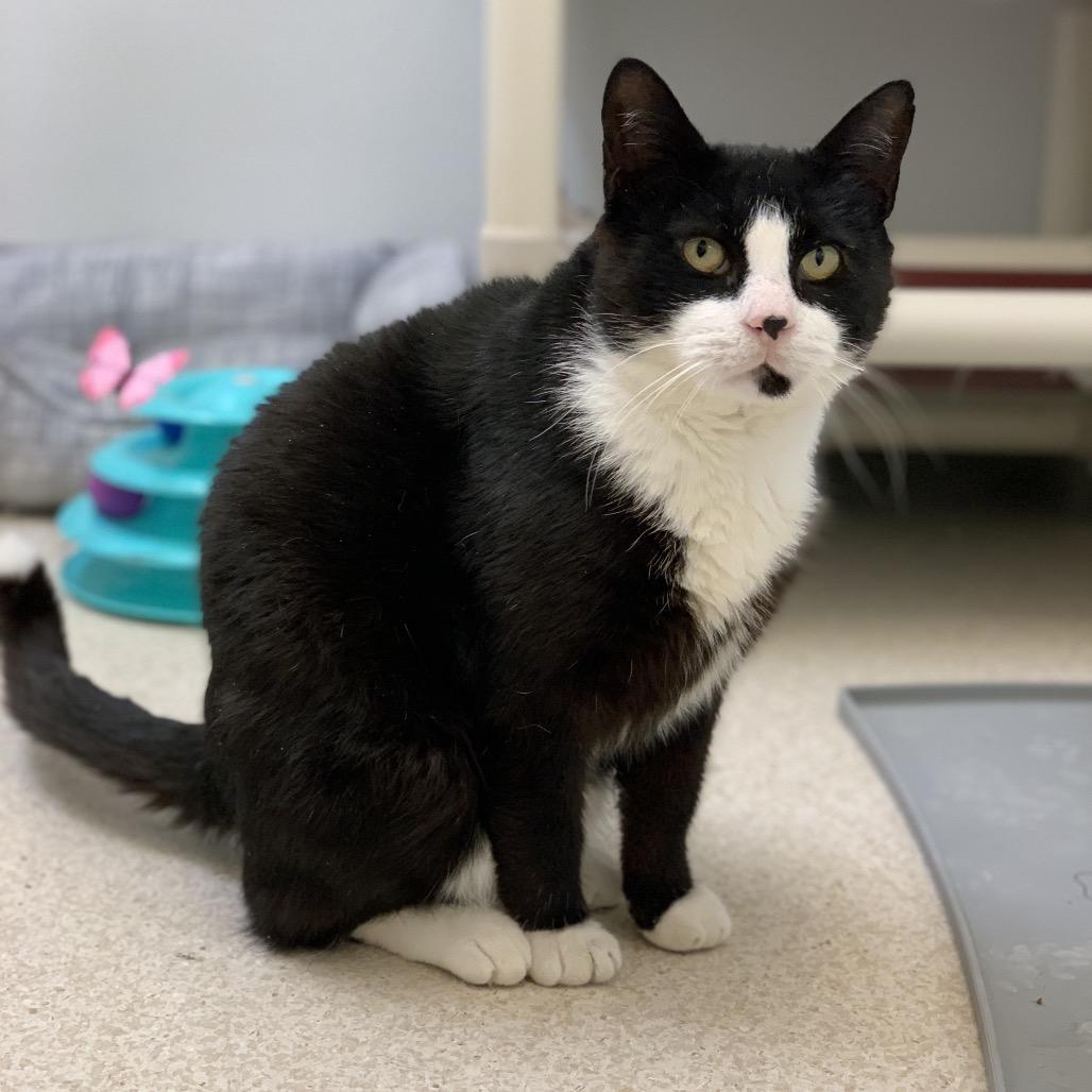 Enlarge Merlin, a Adoptable Domestic Short Hair in Philadelphia, PA image 5/6