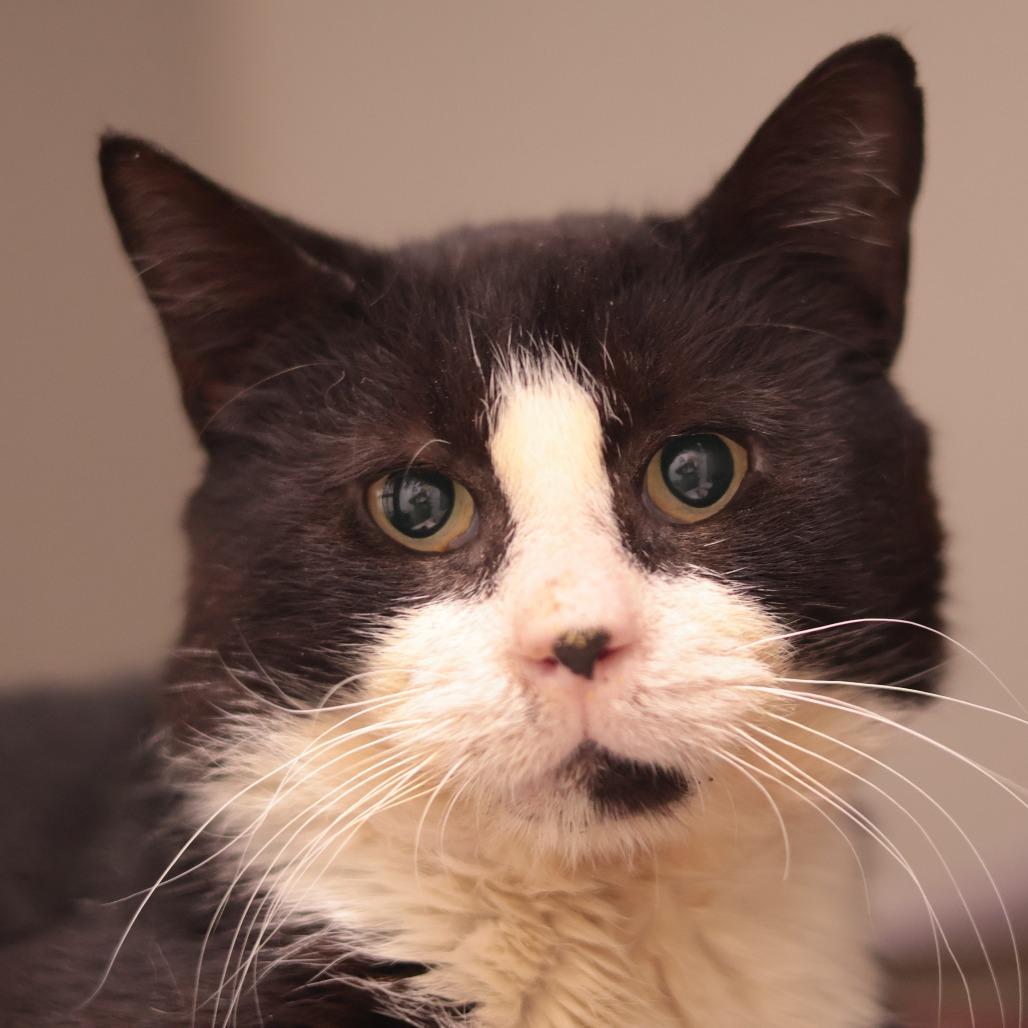 Enlarge Merlin, a Adoptable Domestic Short Hair in Philadelphia, PA image 6/6