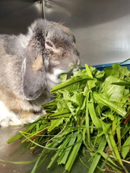 Anthony Hopkins, Adoptable, Adult Male Lop Eared.