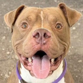 Stephen, a Adoptable Mixed Breed in Georgetown, TX image 3/6