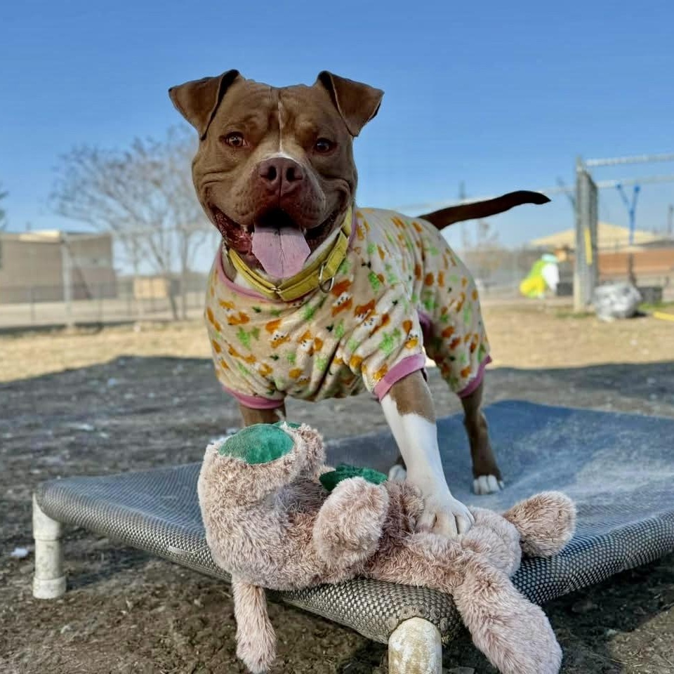 Stephen, Adoptable, Adult Male Mixed Breed.