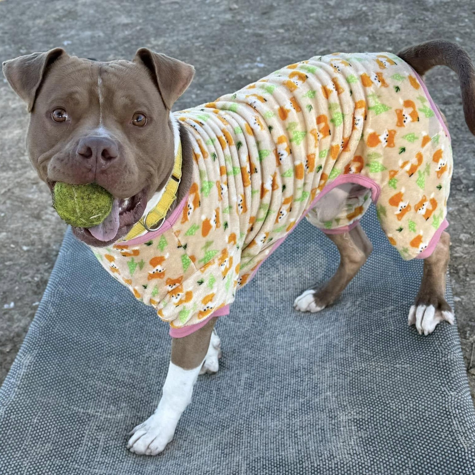 Stephen, a Adoptable Mixed Breed in Georgetown, TX image 5/6
