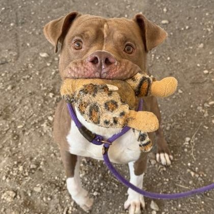 Stephen, a Adoptable Mixed Breed in Georgetown, TX image 4/6