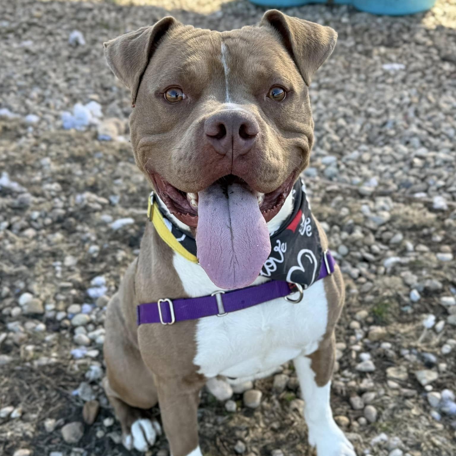 Stephen, a Adoptable Mixed Breed in Georgetown, TX image 2/6