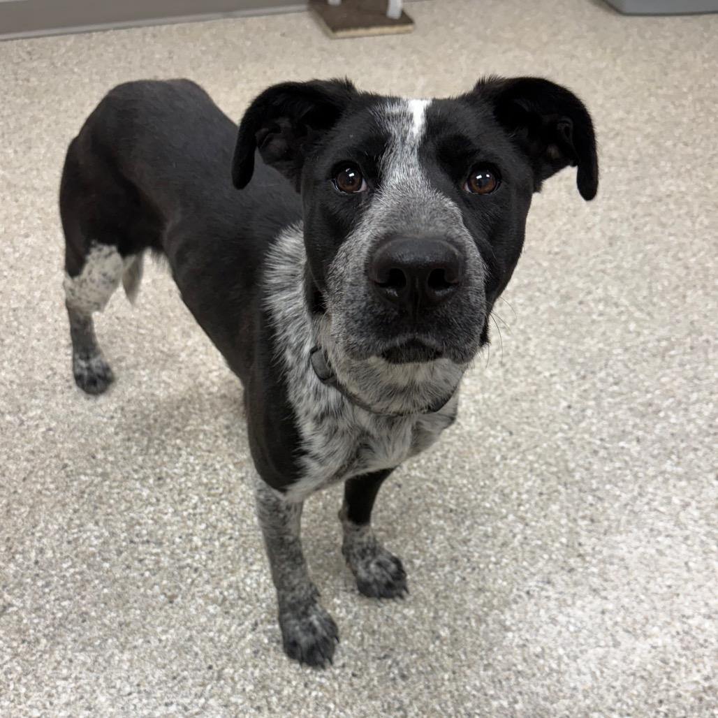 Cola, Adoptable, Adult Female Black Labrador Retriever & Mixed Breed.