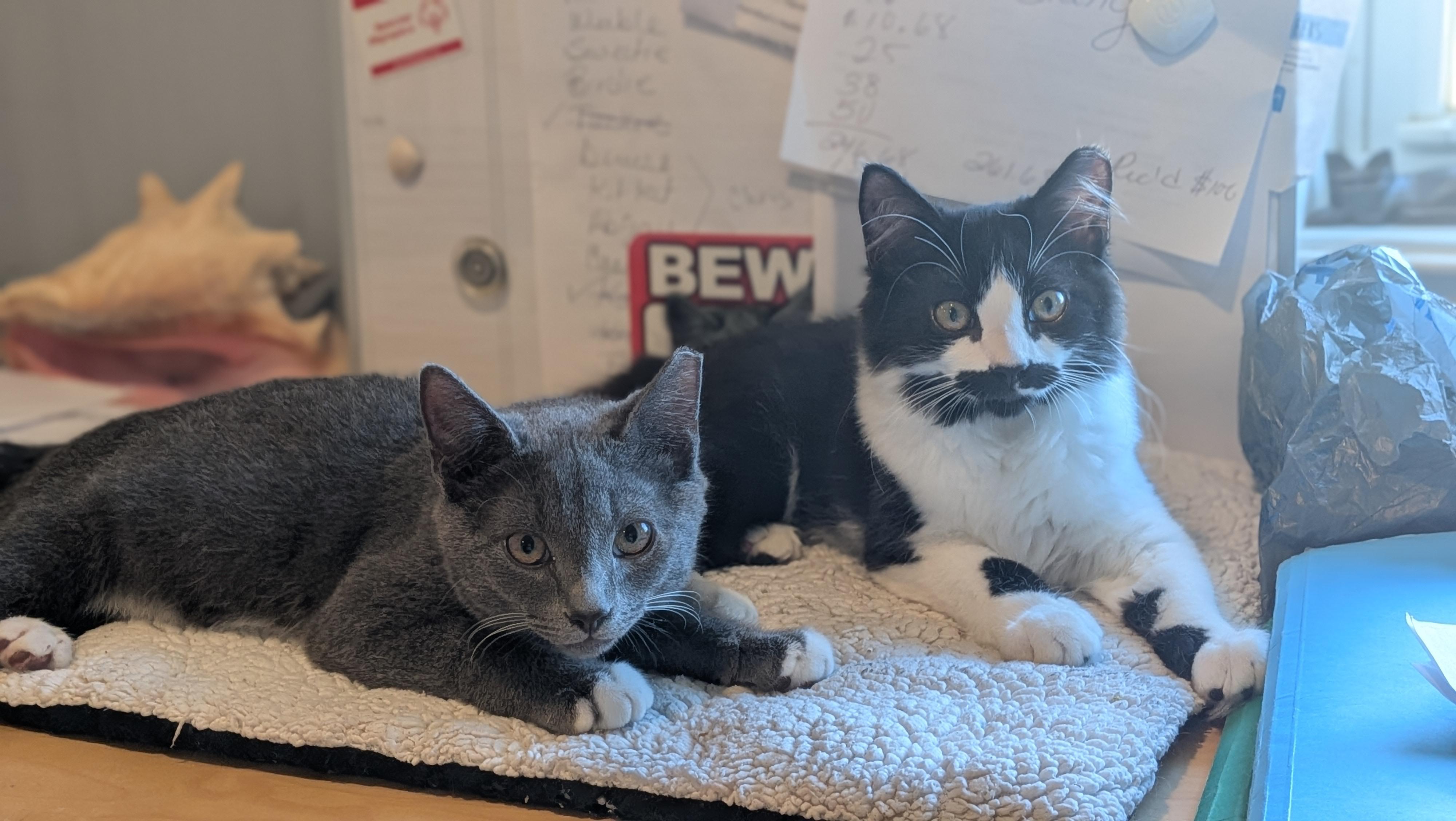 Enlarge Jetta, a Adoptable Domestic Medium Hair in Wilmington, NC image 4/6