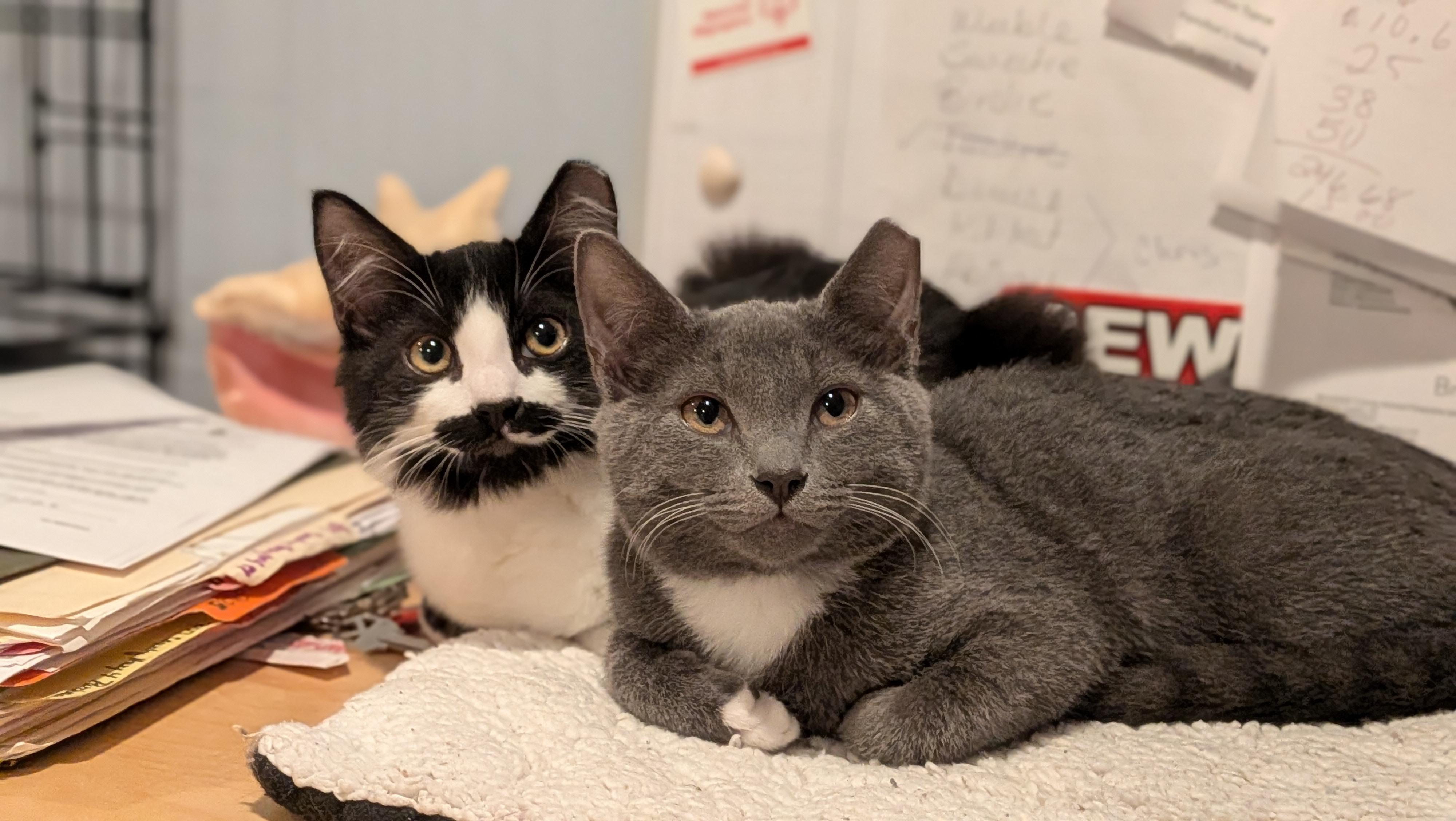 Enlarge Jetta, a Adoptable Domestic Medium Hair in Wilmington, NC image 5/6