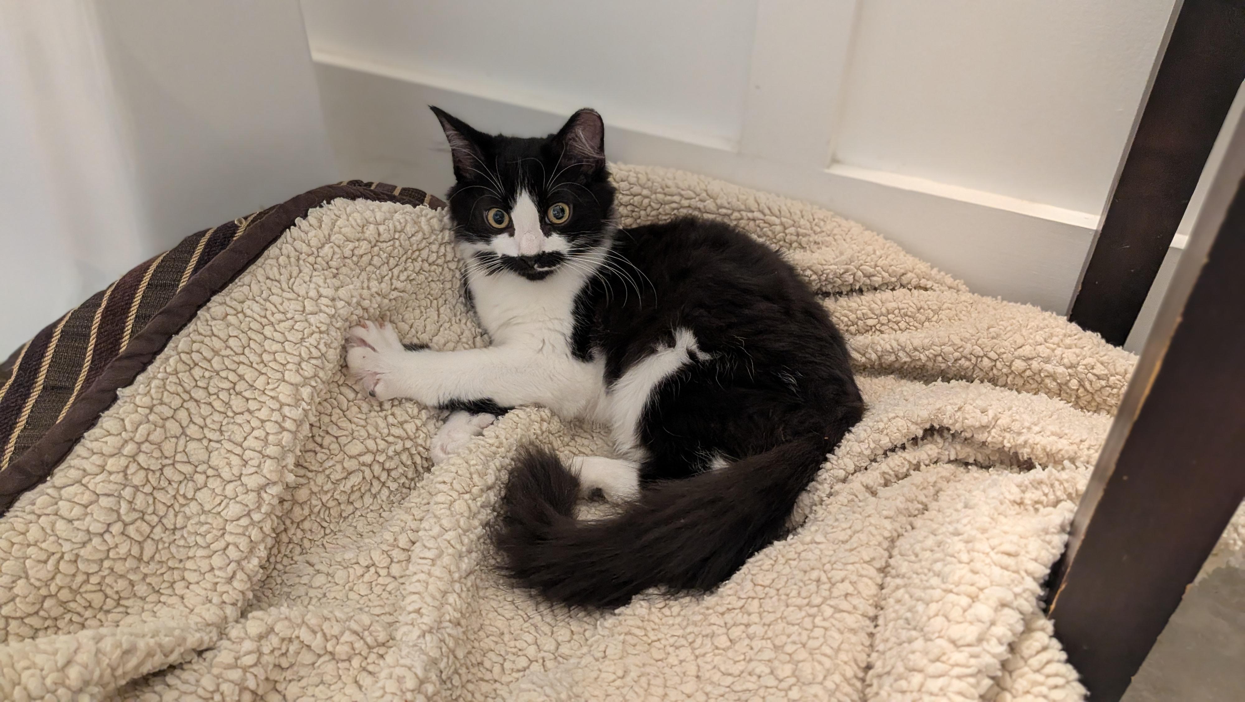 Enlarge Jetta, a Adoptable Domestic Medium Hair in Wilmington, NC image 2/6