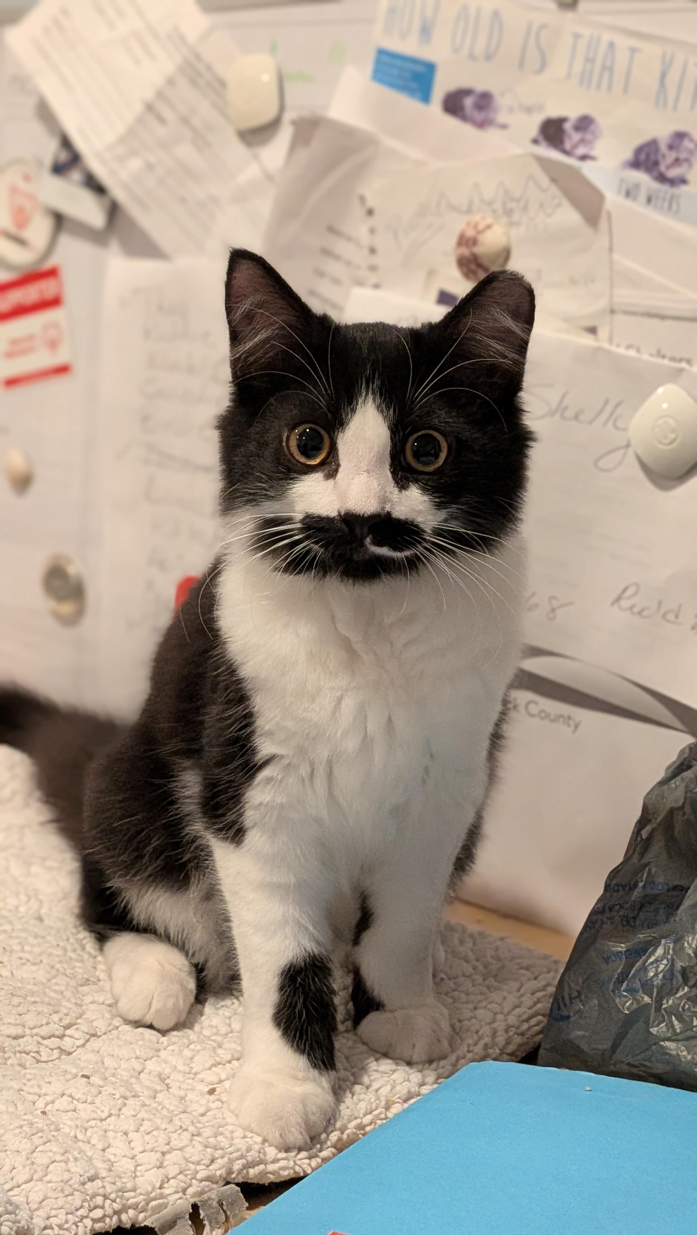 Jetta, Adoptable, Kitten Female Domestic Medium Hair.