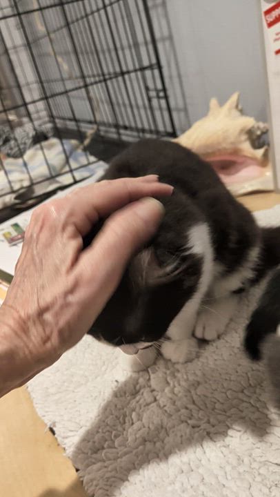 Enlarge Jetta, a Adoptable Domestic Medium Hair in Wilmington, NC video 6/6