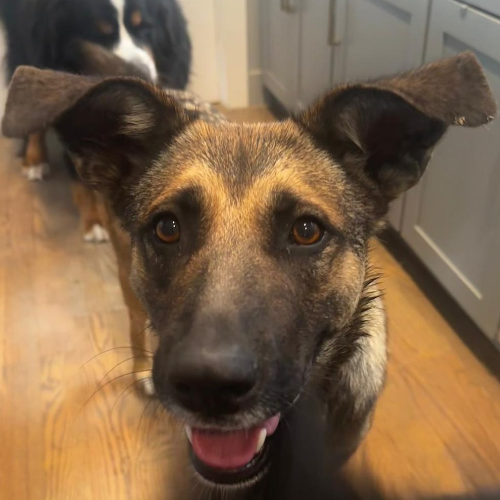 Bright BONITA, Young Female Belgian Shepherd / Malinois