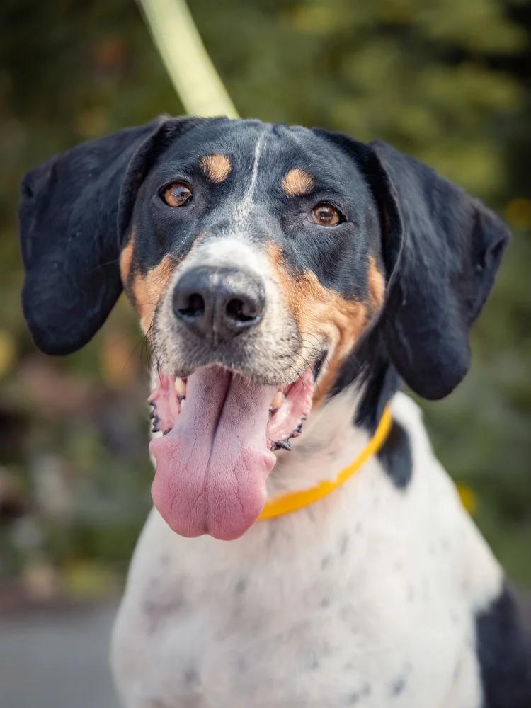 Cookie, a Adoptable Treeing Walker Coonhound in laval, QC image 1/4