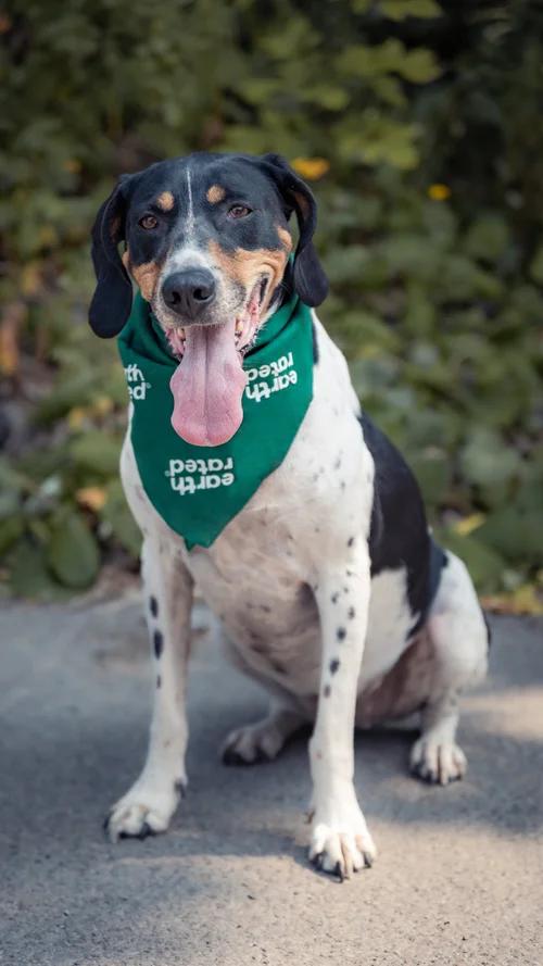 Cookie, a Adoptable Treeing Walker Coonhound in laval, QC image 2/4