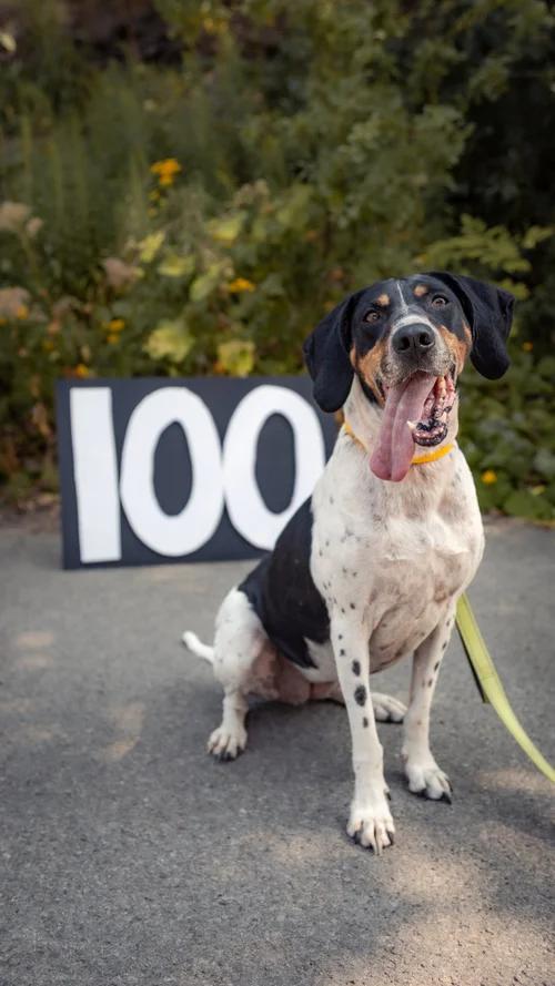 Cookie, a Adoptable Treeing Walker Coonhound in laval, QC image 3/4