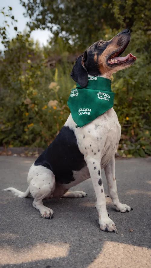 Cookie, a Adoptable Treeing Walker Coonhound in laval, QC image 4/4