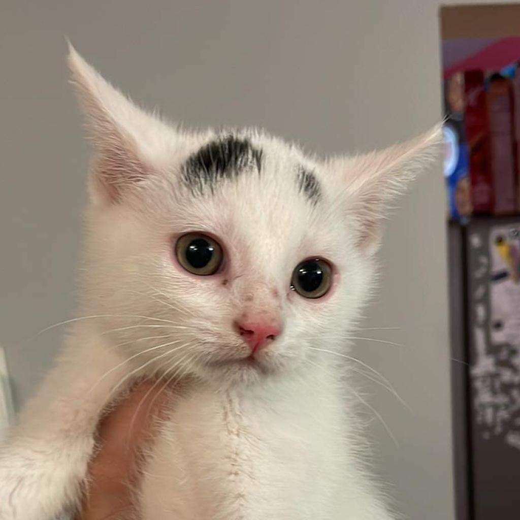 Prince Charming, Adoptable, Adult Male Domestic Short Hair.