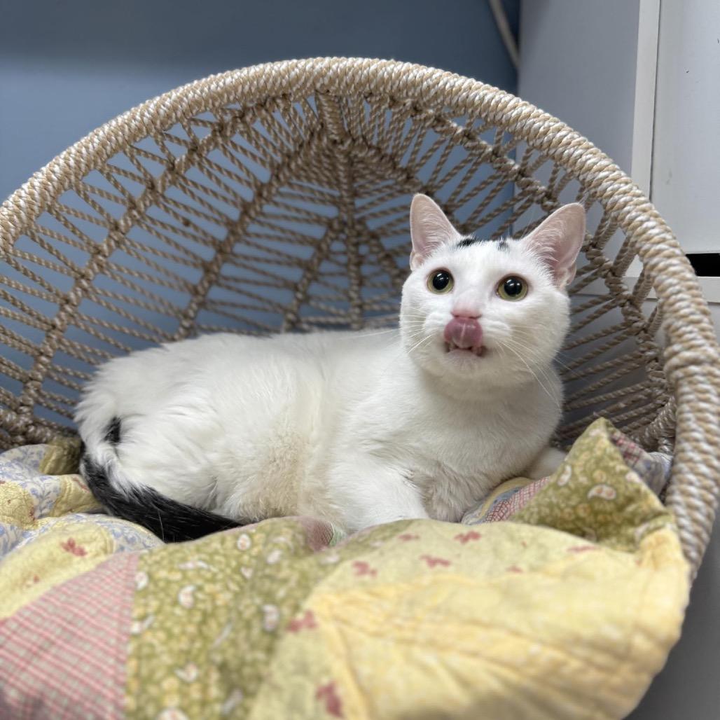 Prince Charming, a Adoptable Domestic Short Hair in Pasadena , MD image 3/3