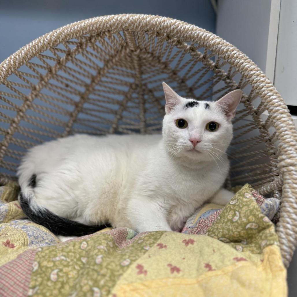 Prince Charming, Adoptable, Adult Male Domestic Short Hair.