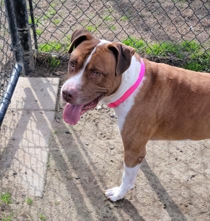 Tank, Adoptable, Young Male American Bulldog & Mixed Breed.