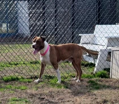 Tank, Adoptable, Young Male American Bulldog & Mixed Breed.