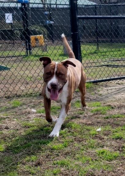 Enlarge Tank, a Adoptable mixed breed in Conway, SC image 3/3