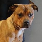 Enlarge Cayde, a Adoptable mixed breed in Rapid City, SD image 1/3