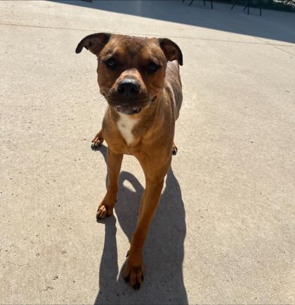 Enlarge Cayde, a Adoptable mixed breed in Rapid City, SD image 2/3