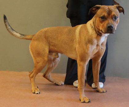 Enlarge Cayde, a Adoptable mixed breed in Rapid City, SD image 3/3