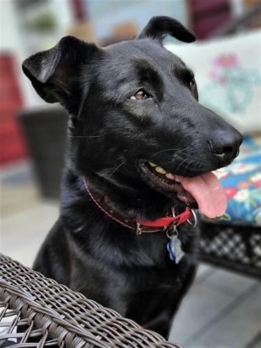 Enlarge Penny, a Adoptable mixed breed in Minneapolis, MN image 6/6