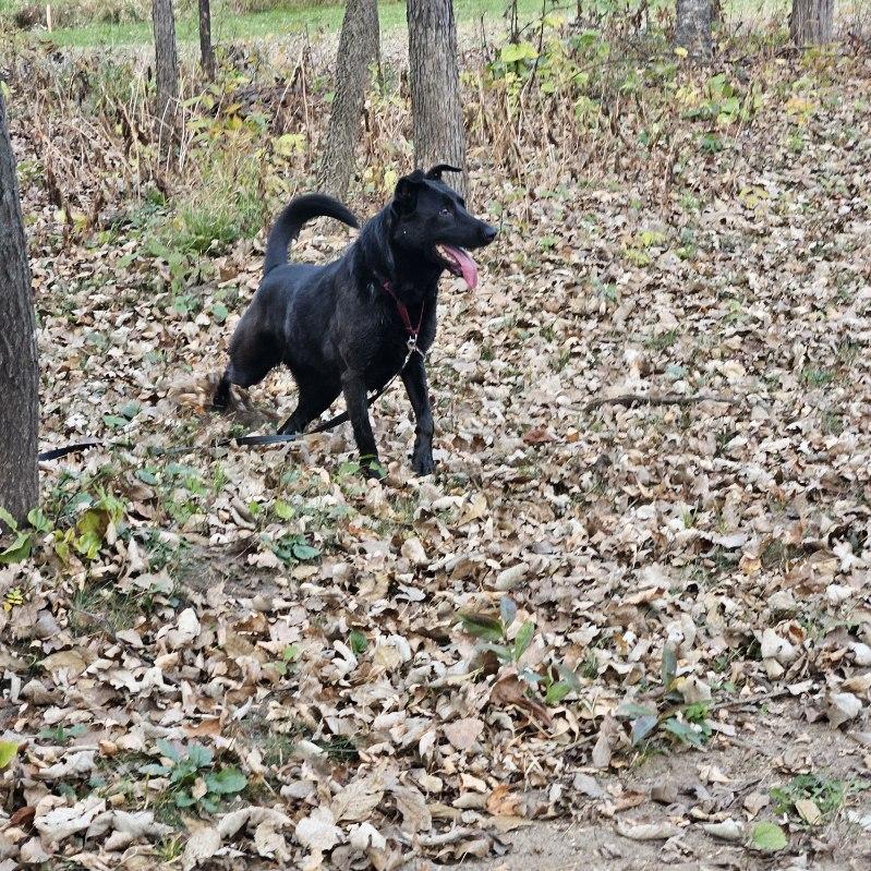 Enlarge Penny, a Adoptable mixed breed in Minneapolis, MN image 4/6