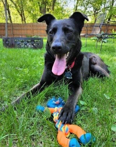 Enlarge Penny, a Adoptable mixed breed in Minneapolis, MN image 5/6