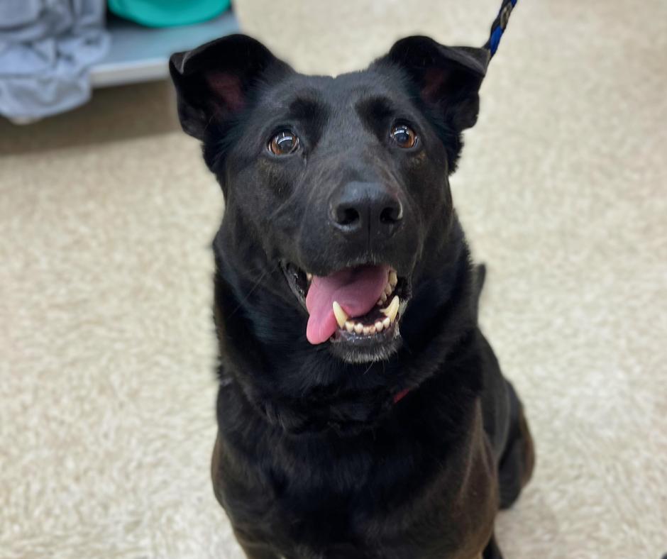 Penny, Adoptable, Adult Female Labrador Retriever & Shepherd.