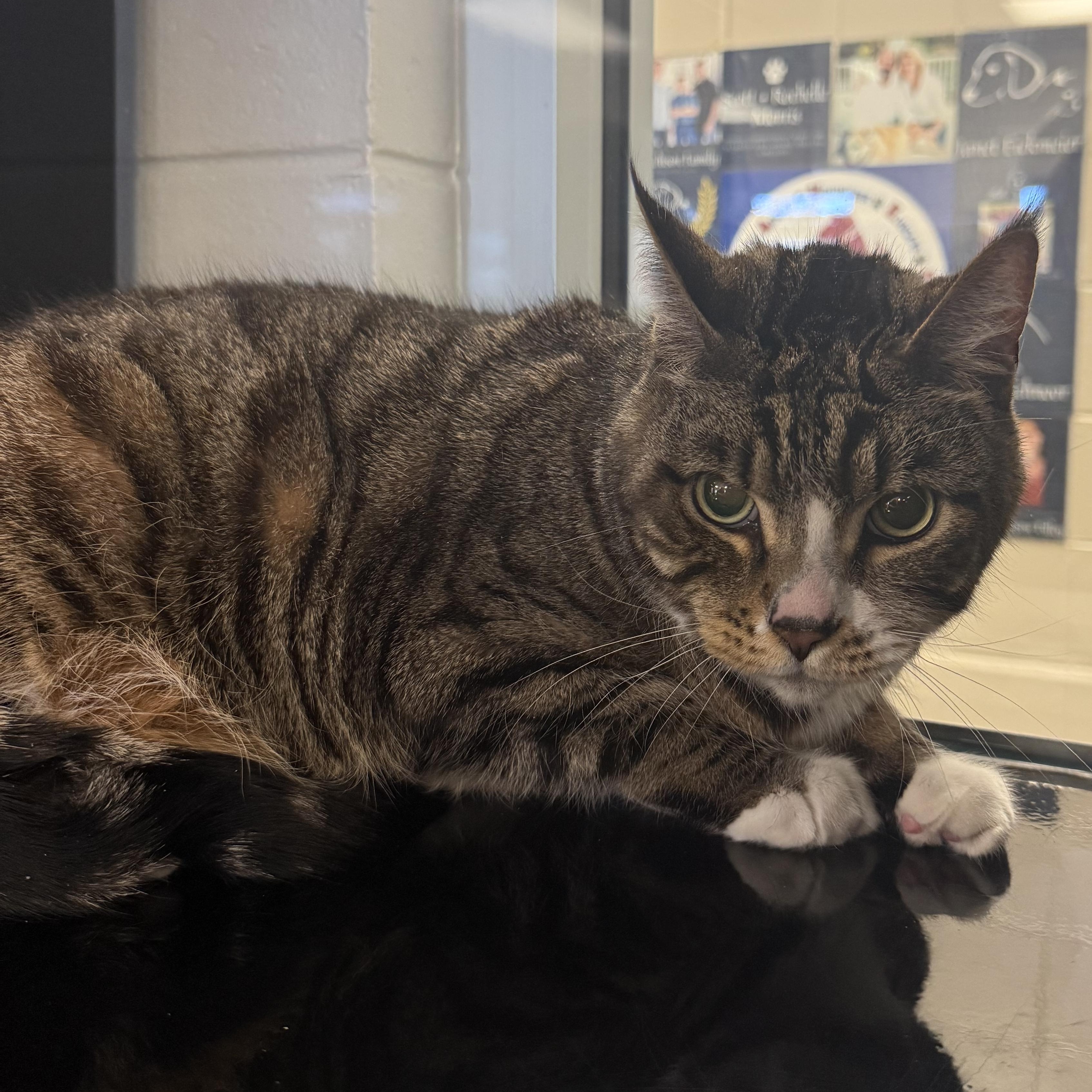 Enlarge King, an adopted Domestic Short Hair in Kearney, NE image 1/1