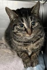 Leggs, Adoptable, Adult Female Domestic Long Hair & Domestic Short Hair.