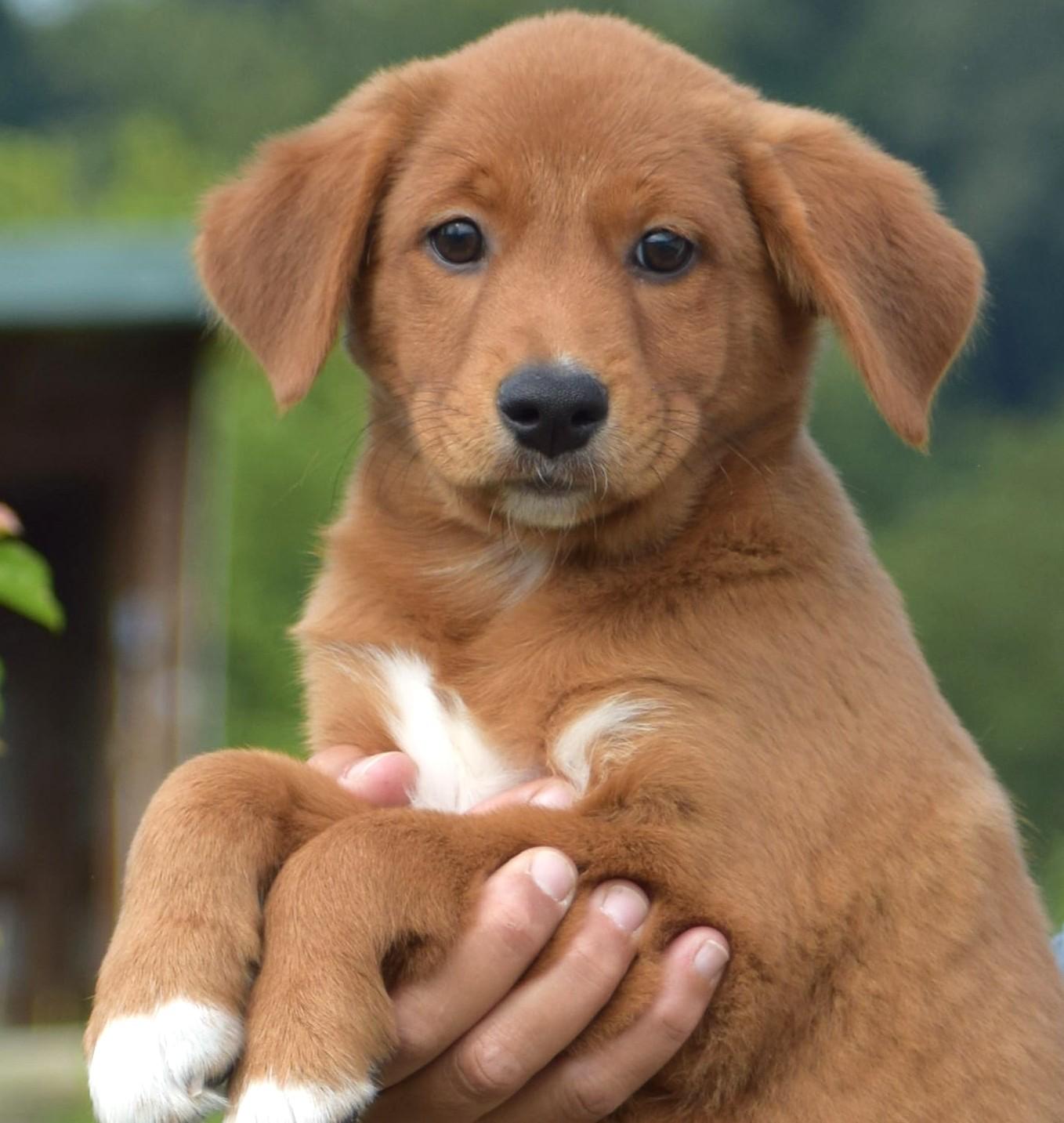 Enlarge 2026Laley, an adopted mixed breed in Frederick, MD image 3/6