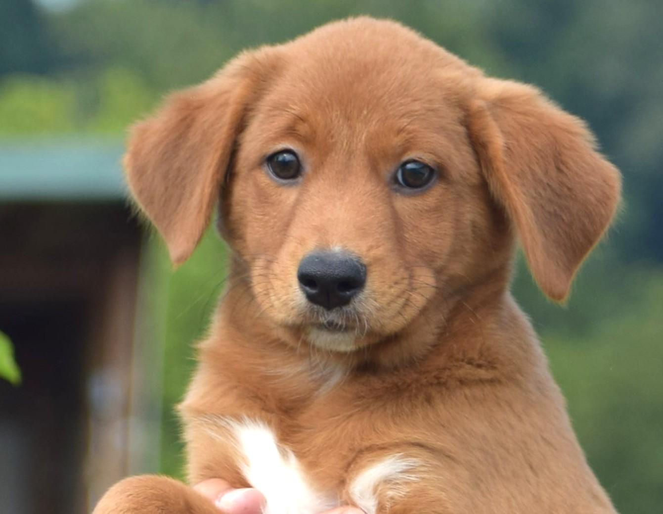 Enlarge 2026Laley, an adopted mixed breed in Frederick, MD image 1/6
